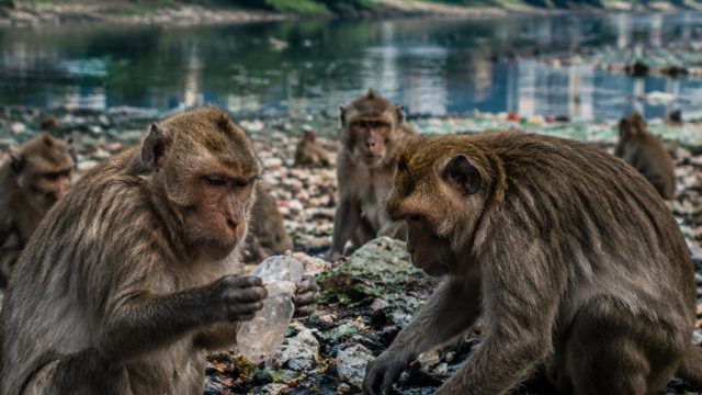 Concerning Findings in Urban Wildlife: Impacts on Local Ecosystem | sakura303, dewa 99
