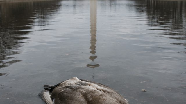 Mystery Surrounds Dead Ducks Found in DC Reflecting Pool | info dewa poker, dragonz mega888, bm88 me