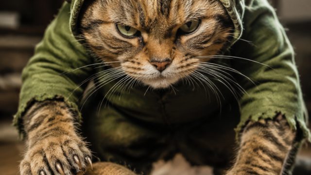 Embracing the Whimsical: The Goblin Mode of Cats Unveiled | dewalive togel, prediksi angka togel hon