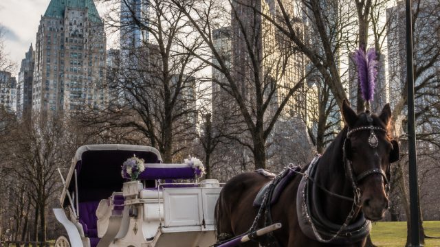 Tragic Incident Revives Debate on Central Park Carriage Rides