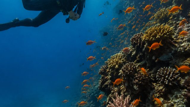 Exploring the Wonders of Ocean Life: A Timely Dive into Marine Awareness | keuntungan 1 lot saham bc